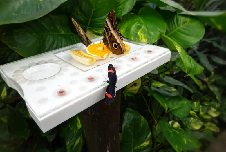 a erfly on a table with fruit and a glass