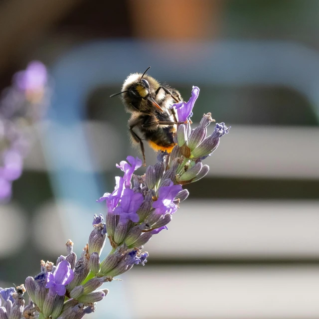 there is a bee sitting on a flower