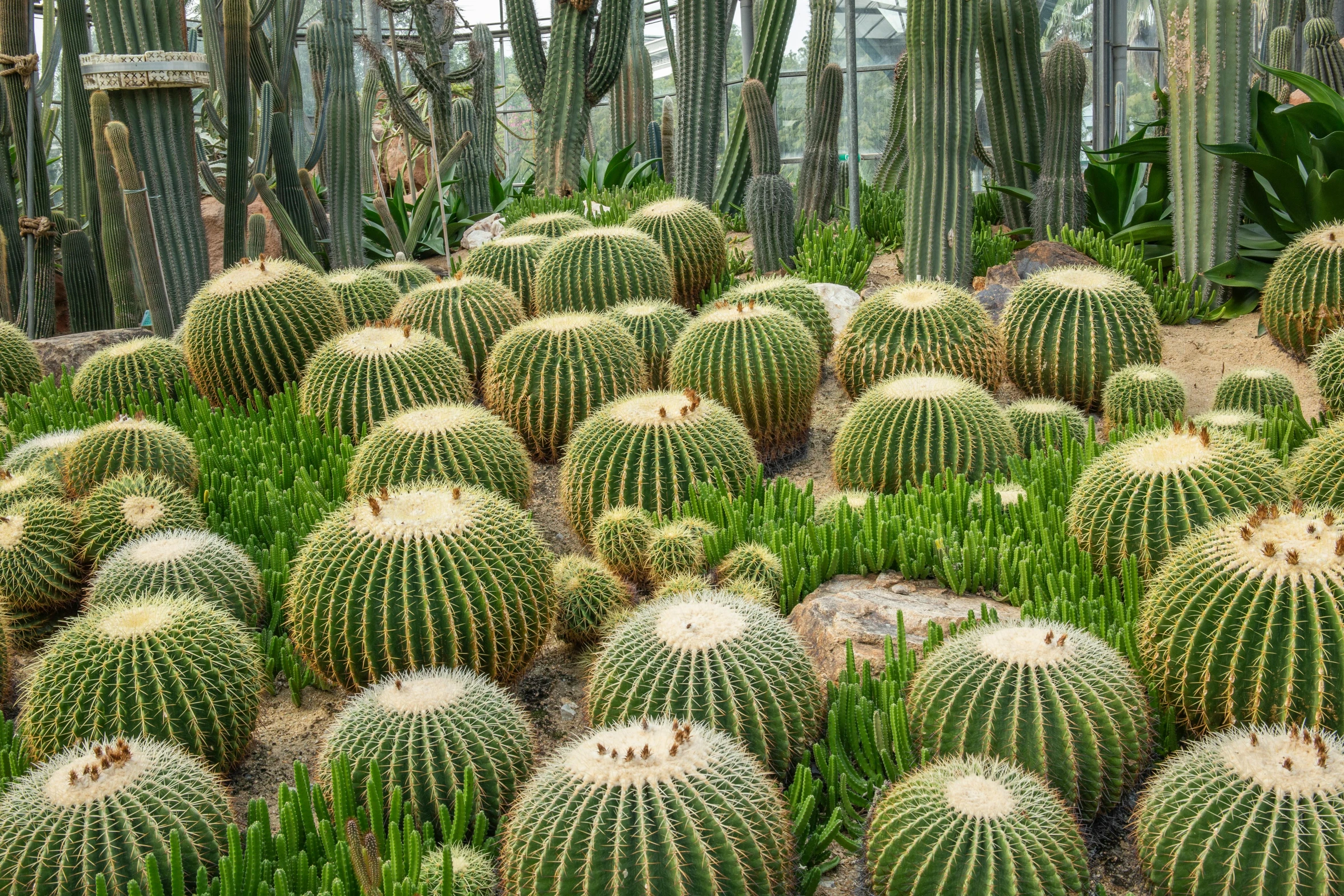 a group of cacti in various rows inside of a greenhouse