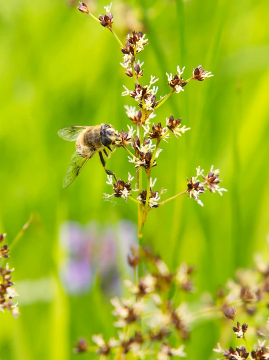 the bee is flying away from the flower