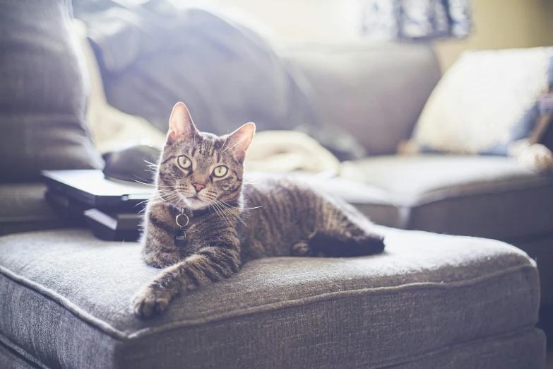 a brown and black striped cat sitting on top of a gray couch