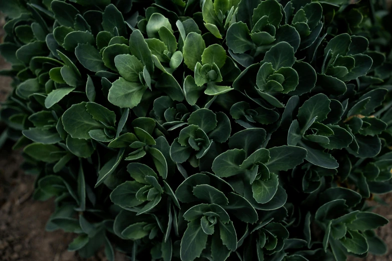 green leaves are seen on a plant