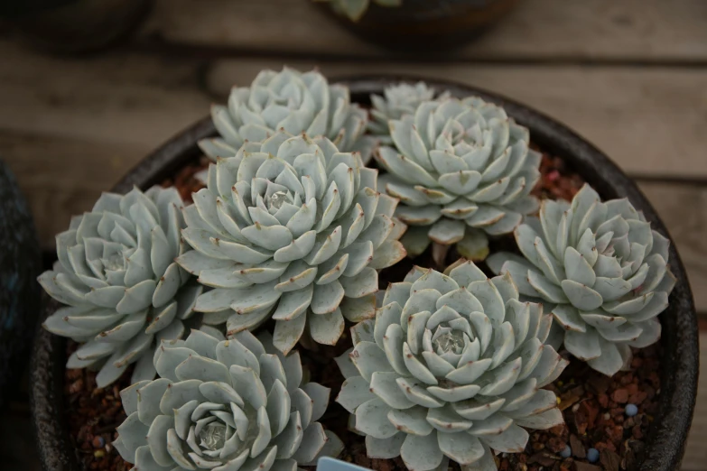 a closeup of a succulent plant in a pot