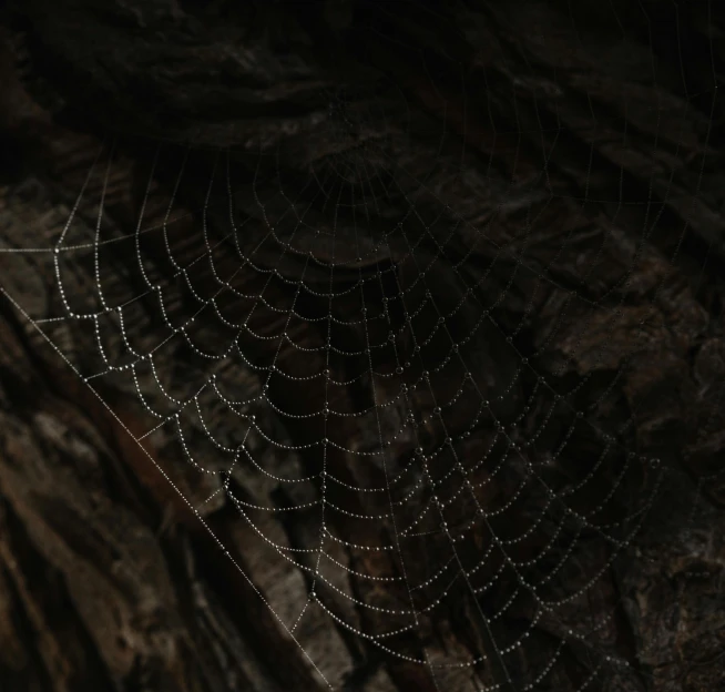 a black spider web is hanging on the wall