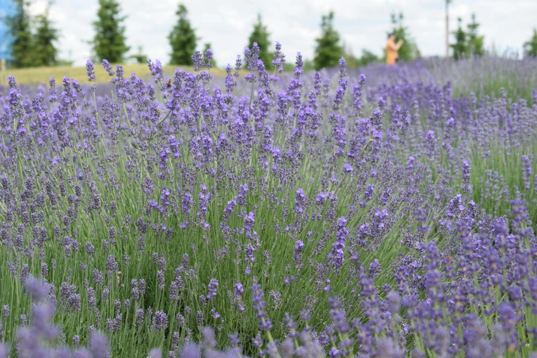 rows of lavender flowers on grassy field near trees