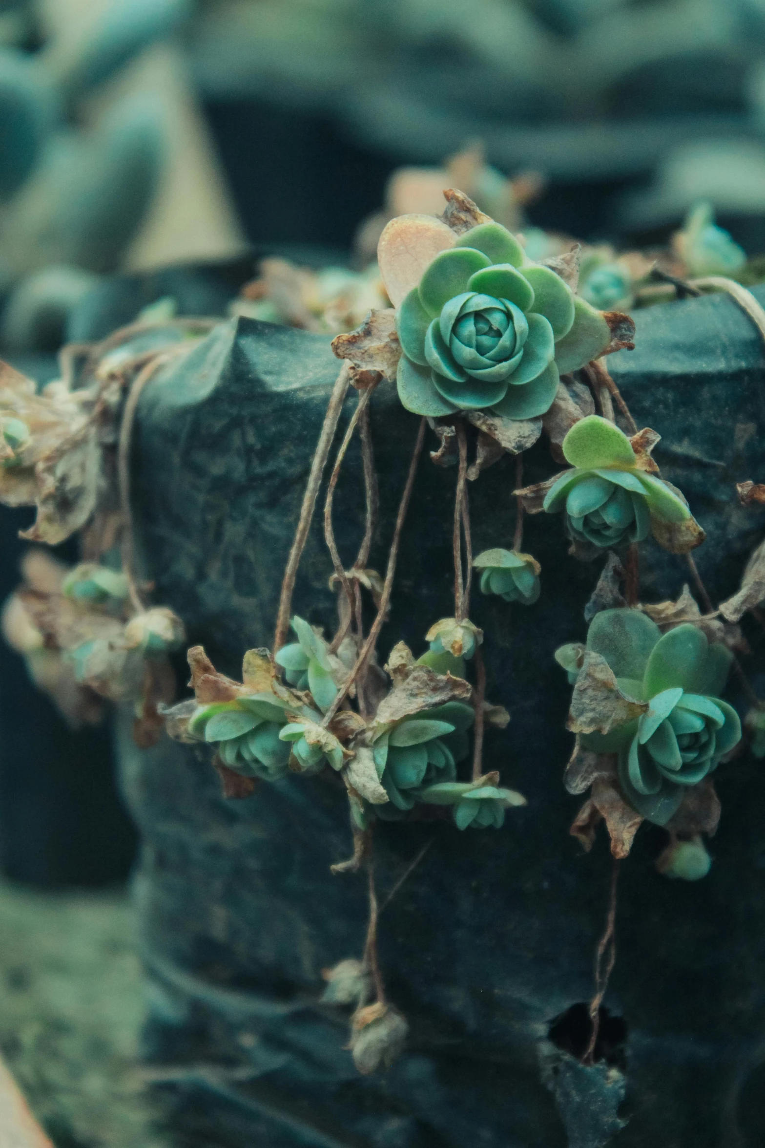 small green plants sprouting from an old black plastic vase