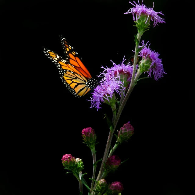 a yellow erfly sitting on top of a purple flower