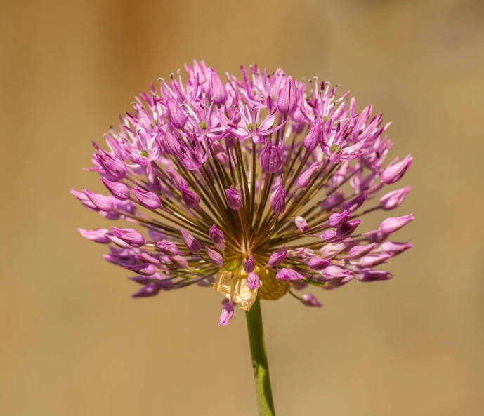 purple flowers blooming from the center of each flower