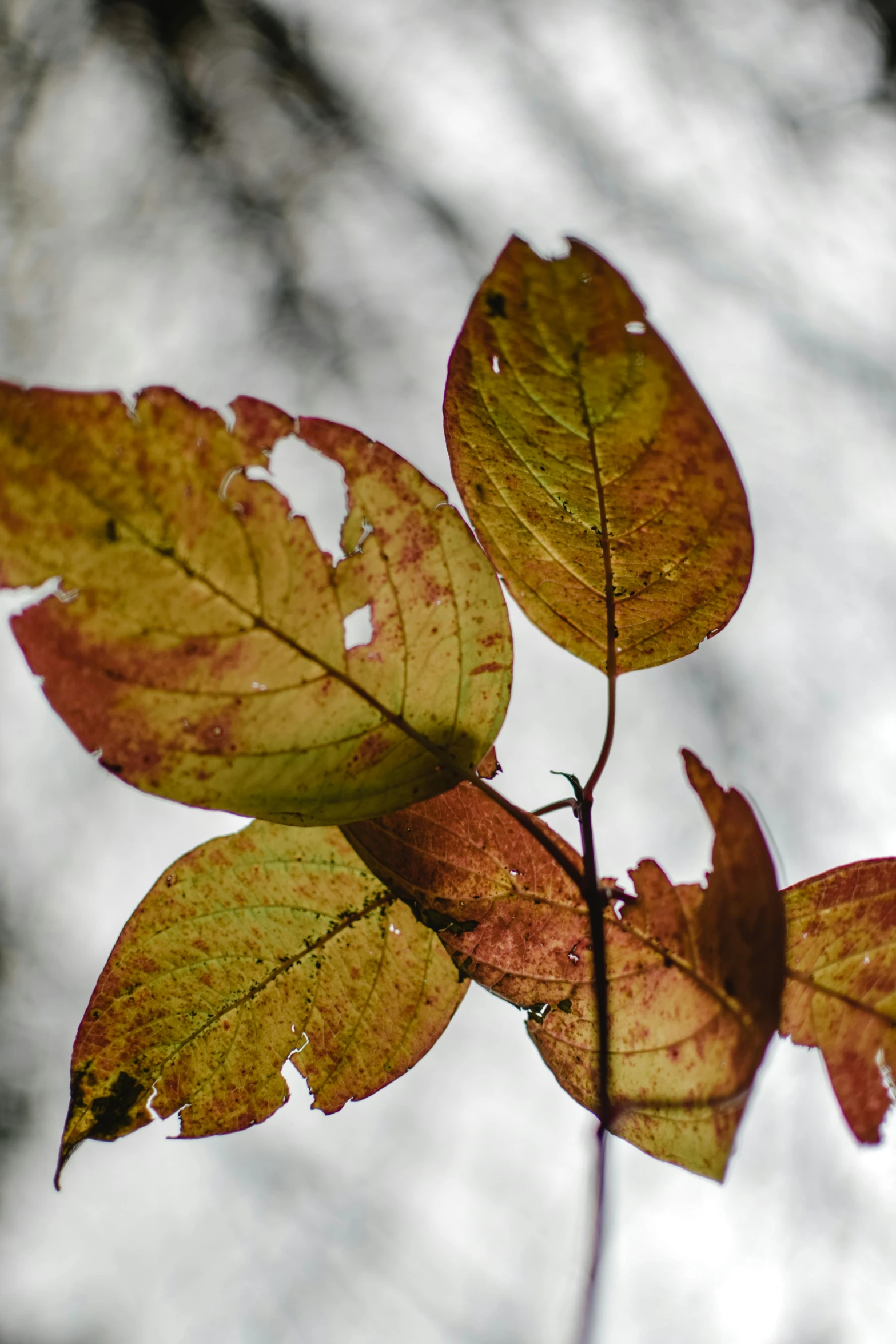 a close up of leaves on a tree