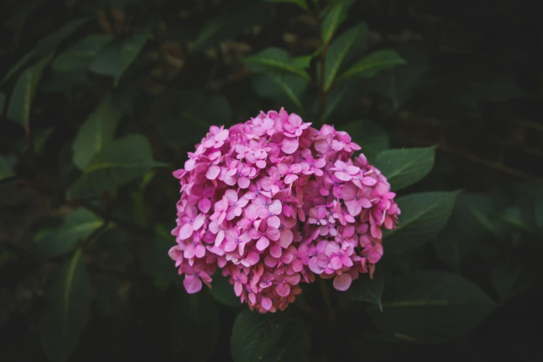 some pink flowers that are near one another