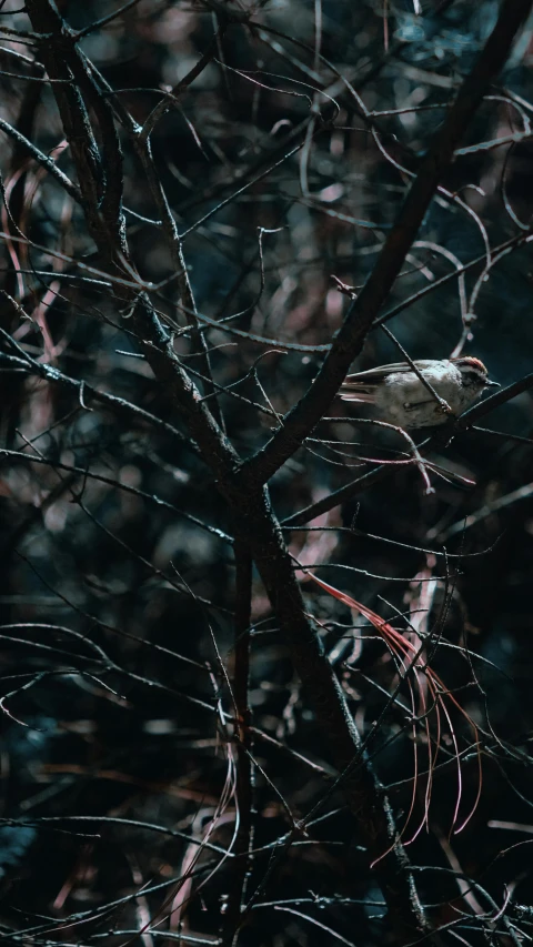 a small bird perched on top of a bare tree