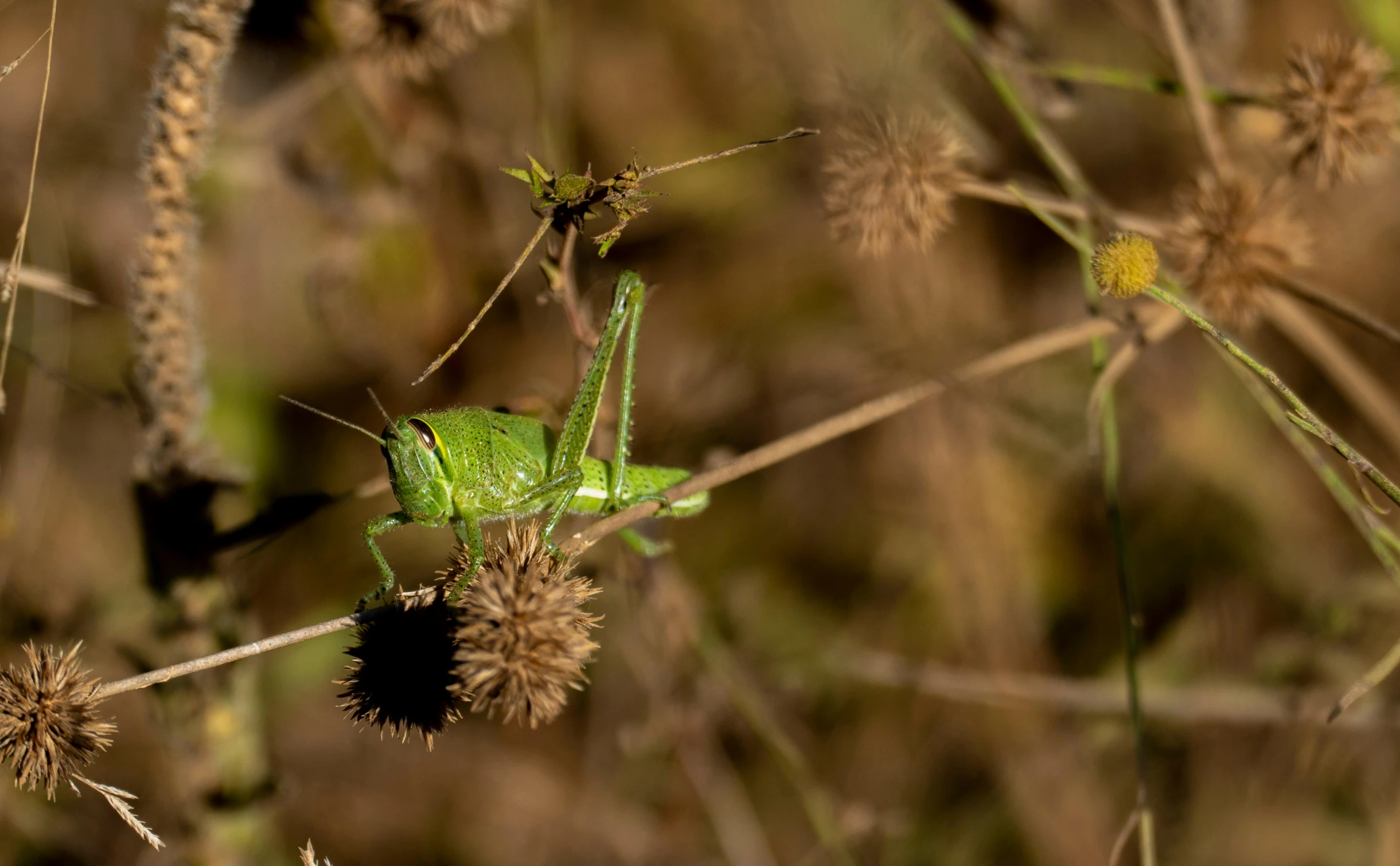 a bug sits in front of some weeds