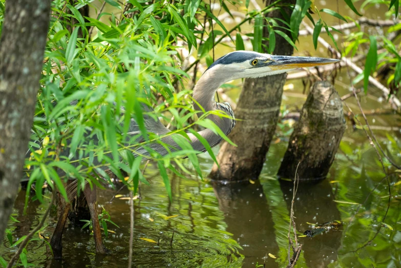 a blue and white bird stands in the water