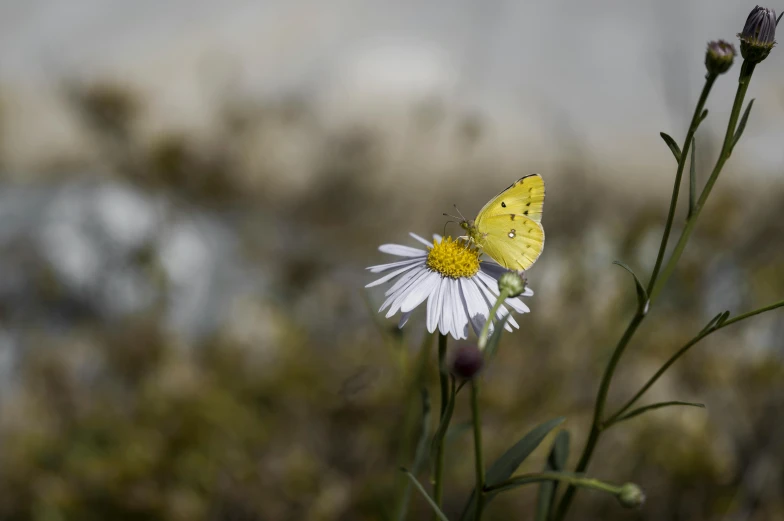 a yellow and white erfly resting on a single flower