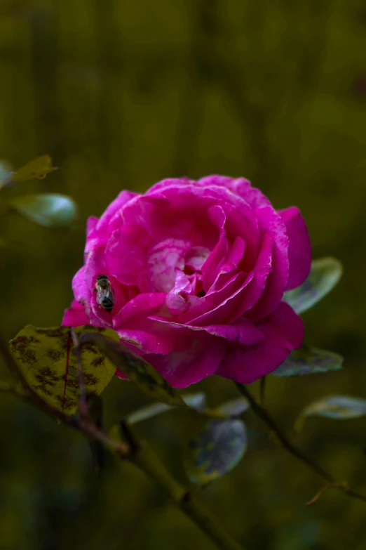 a pink rose with bug on it sitting in front of a green plant
