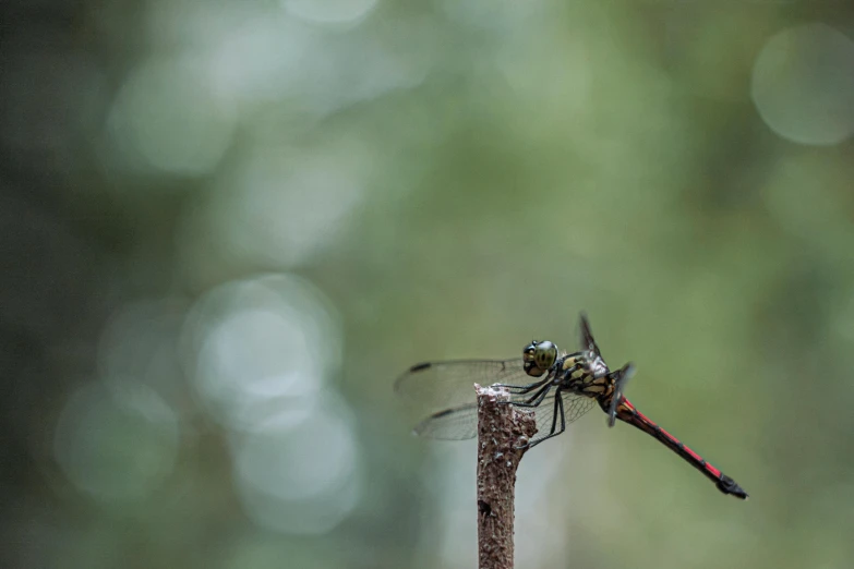 the dragon fly is perched on the top of a stem