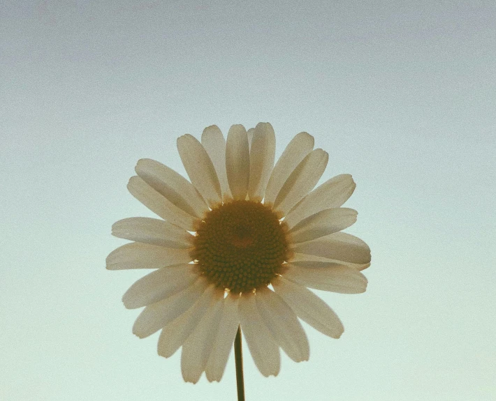 a white flower against the blue sky