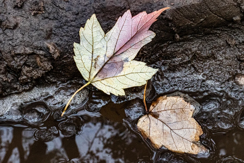 autumn leaves are sitting on the ground with a dle