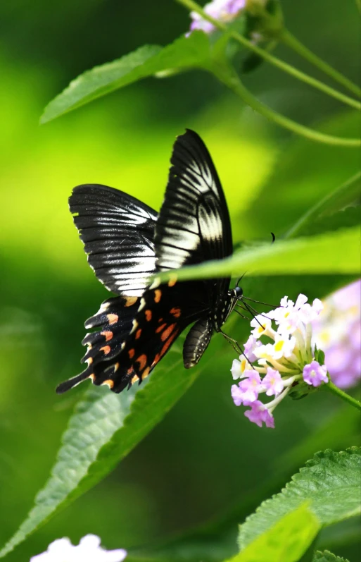 two erflies that are sitting on some leaves