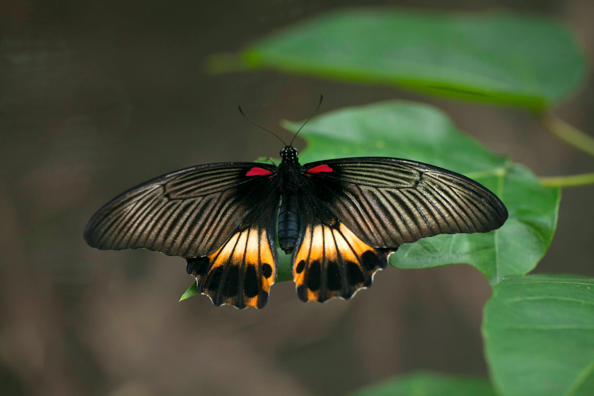 a black erfly with yellow accents rests on a leaf