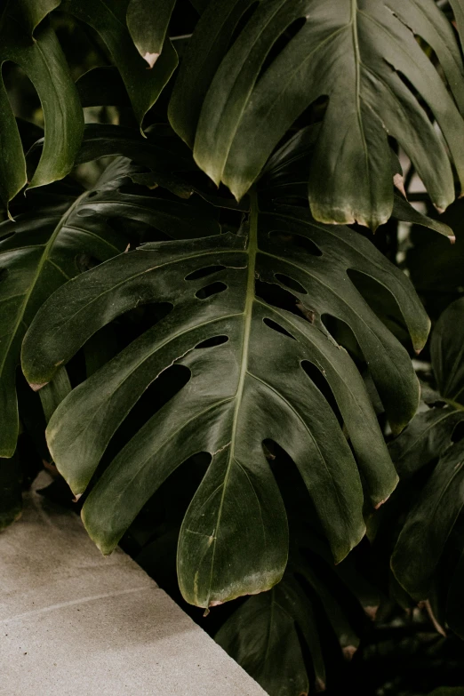 green plants with a stone top behind it