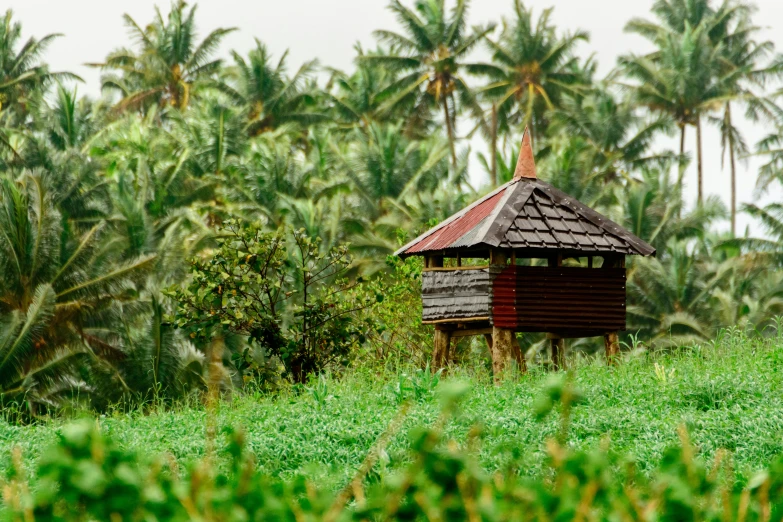 a wooden hut in the jungle with a palm tree behind it