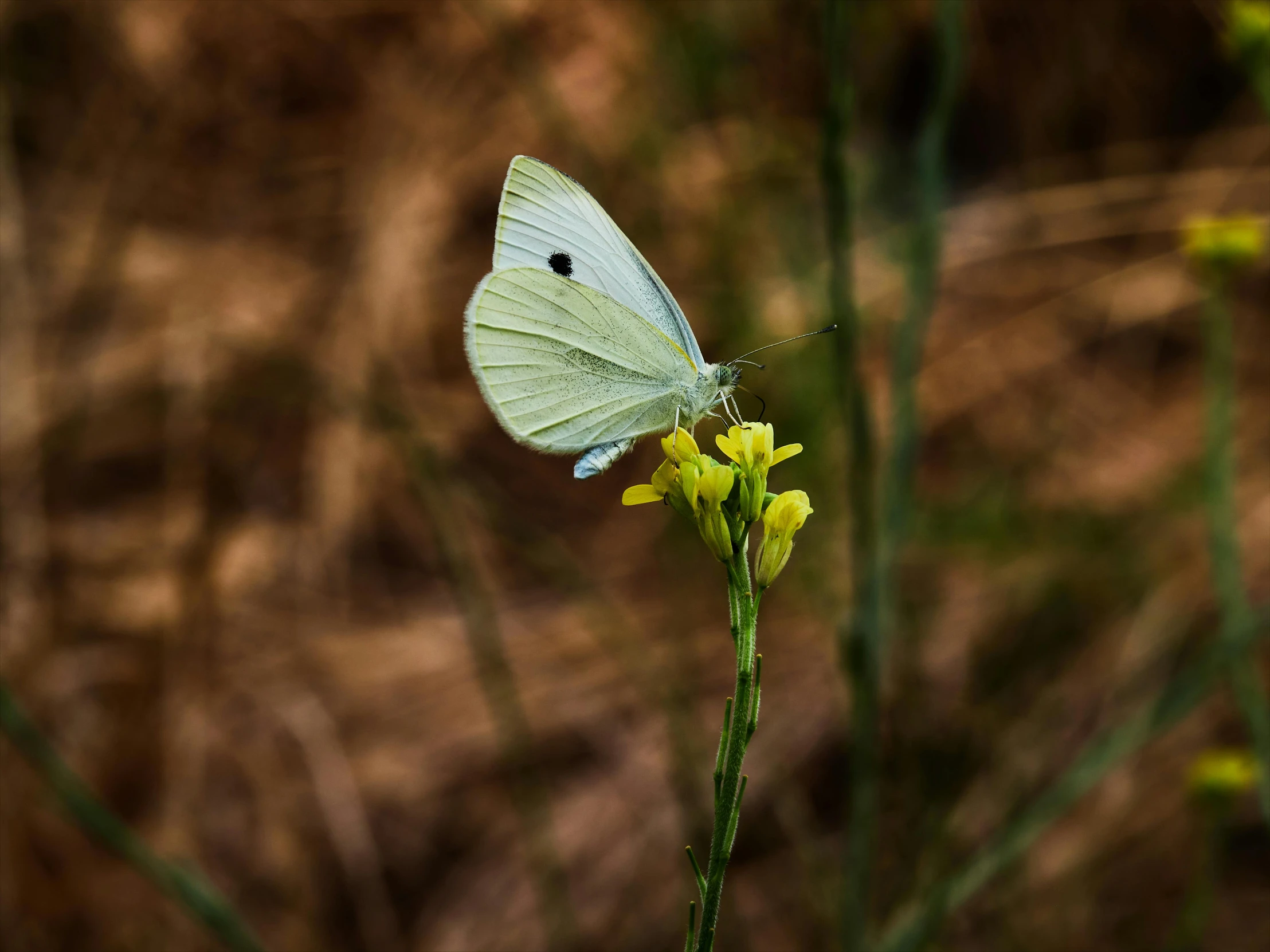 a small erfly is perched on a weed