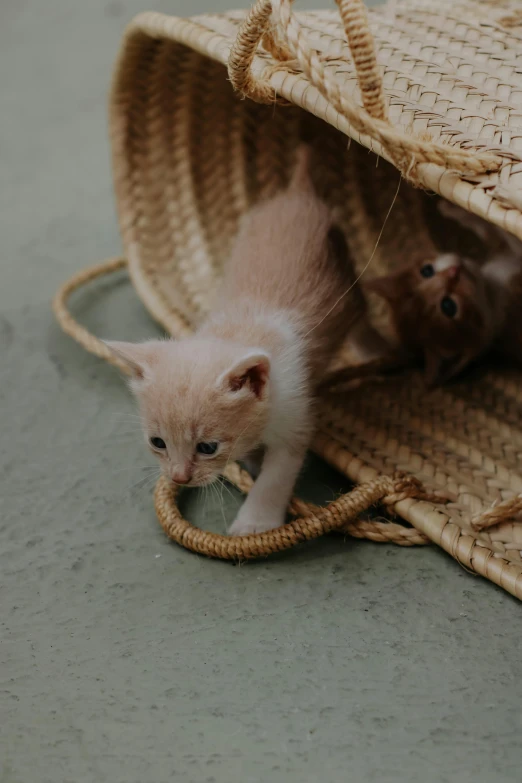 two kittens playing with a straw bag on the floor