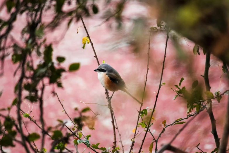 a small bird perched on a tree nch with pink flowers in the background