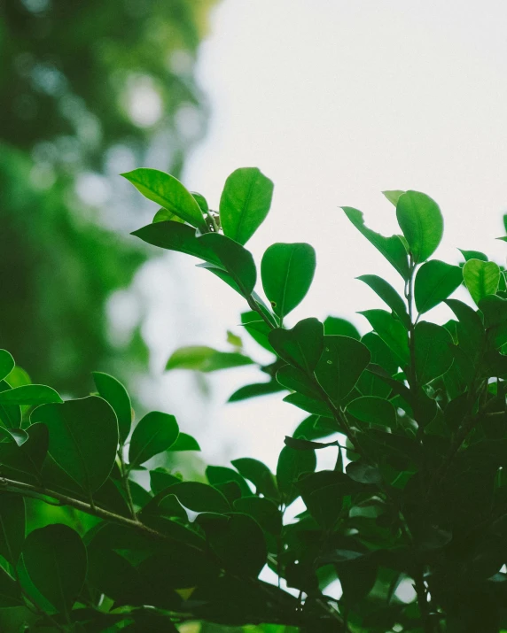 a close up view of a bush with leaves