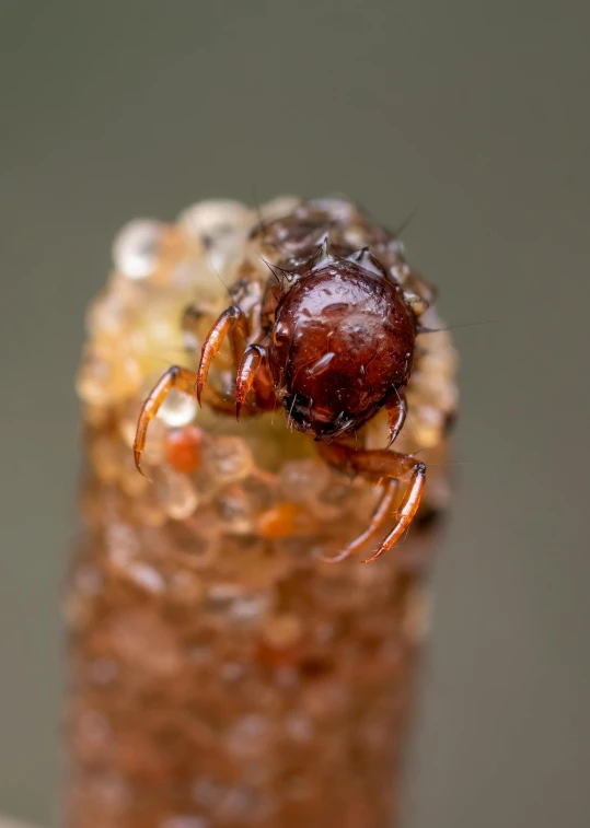 a bug crawling on a piece of food