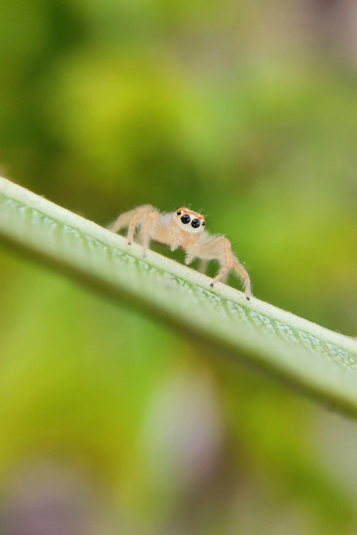 a small bug is sitting on a leaf