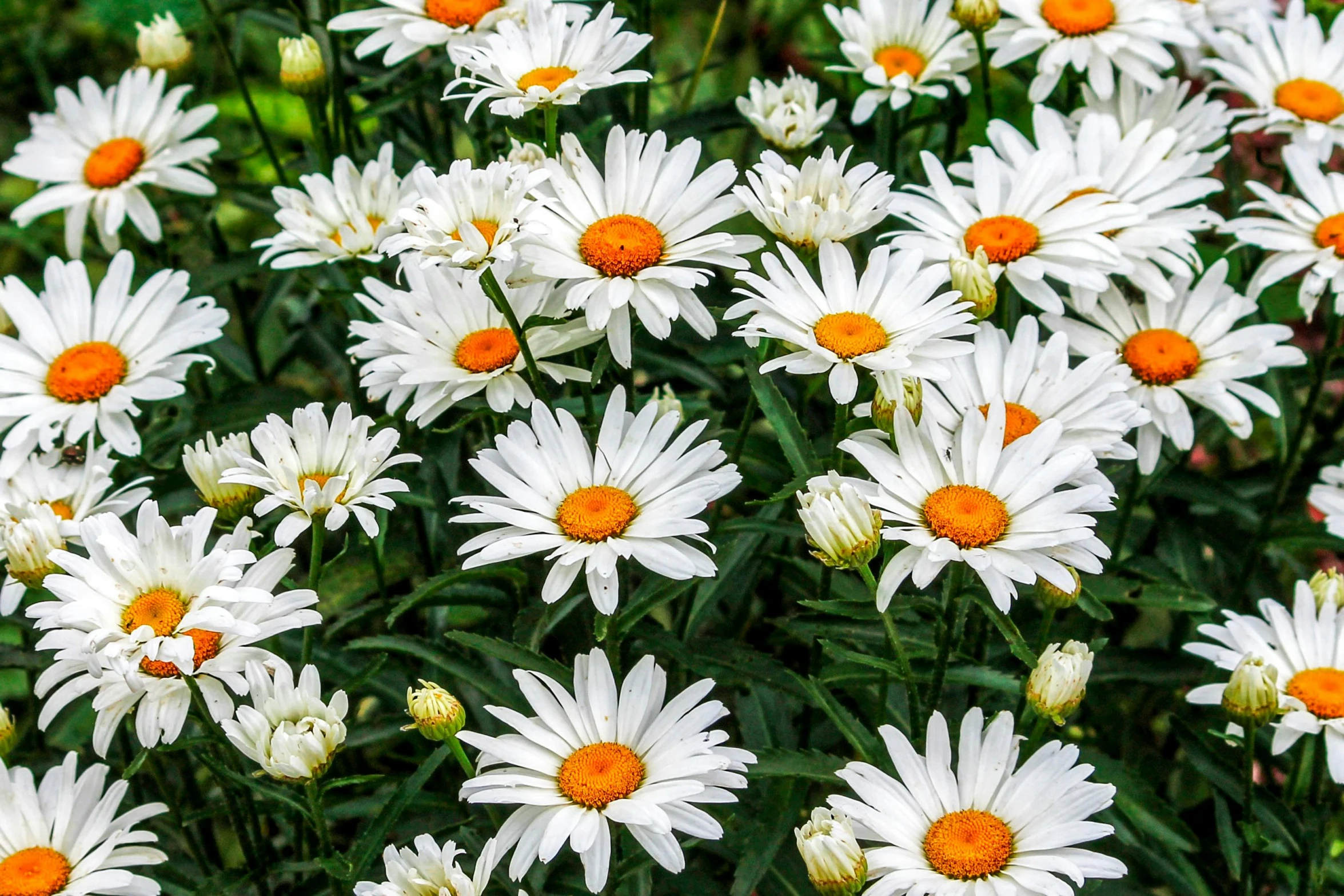 white and orange daisies in the sun