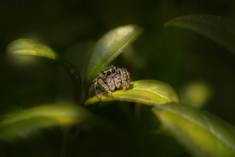 a spider is on a green leaf outside