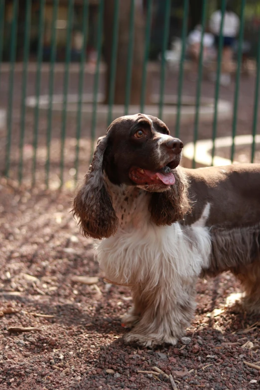 the small dog stands in a park near the fence