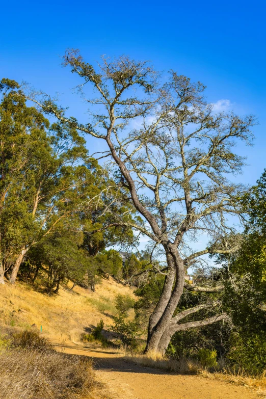 a couple of giraffes are standing by some trees