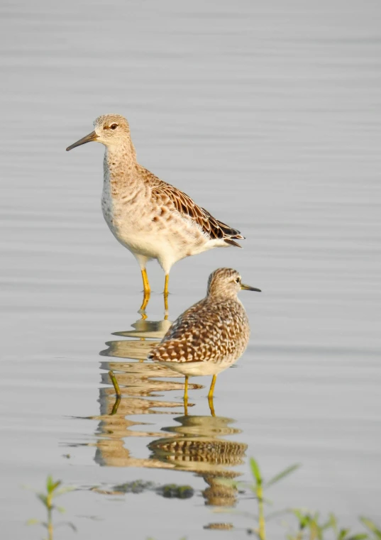 two birds walking in shallow water in the sun