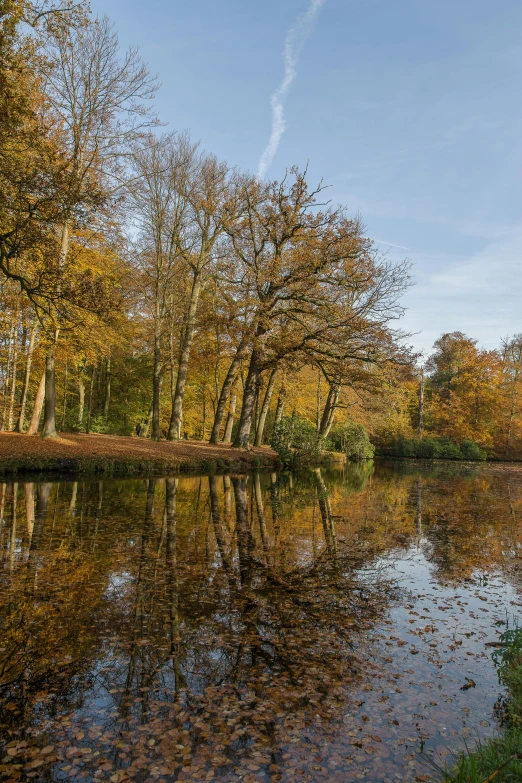 this is an image of a forest setting