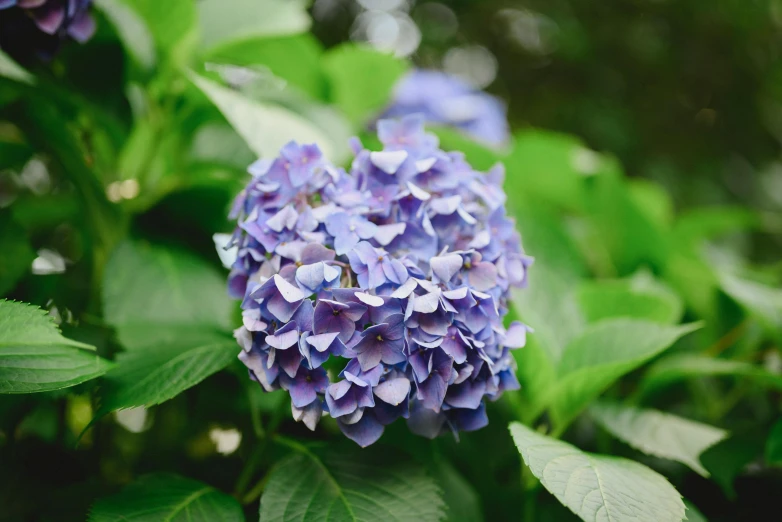 several blue flowers are growing from green leaves