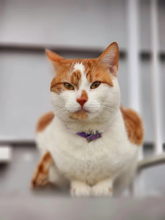 a cat sitting on top of a metal floor