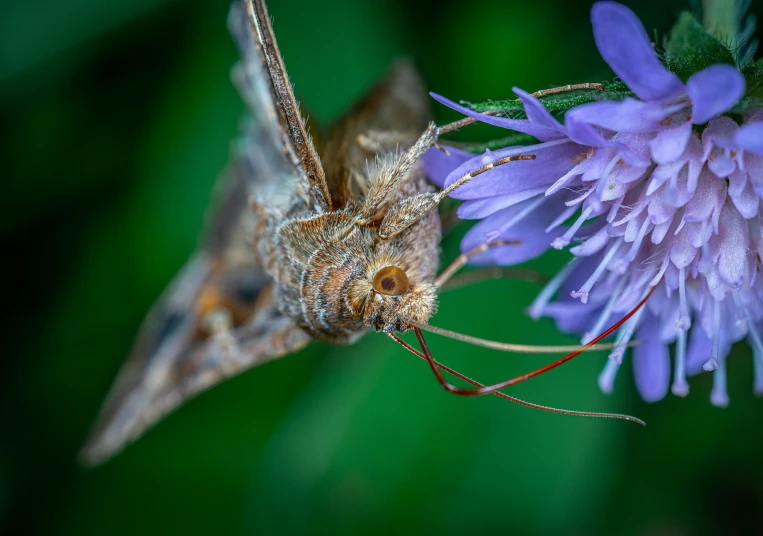 a close up of a small insect on purple flower