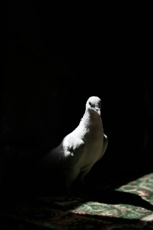 a white pigeon stands on a rug in the dark