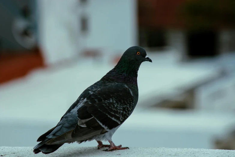 a bird sitting on the edge of a fence post