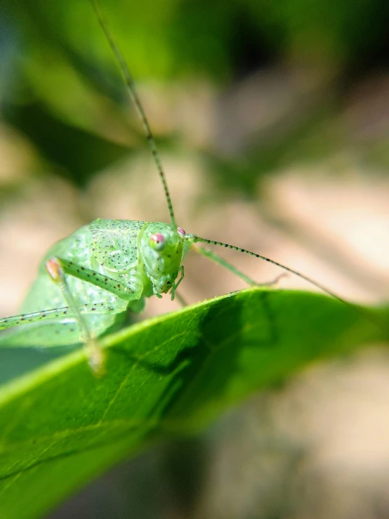 the insect is perched on top of the green leaf