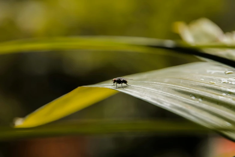 a close - up of an insect on a leaf