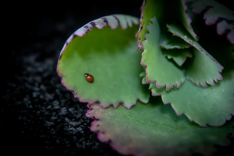 a small green plant with some red and black petals