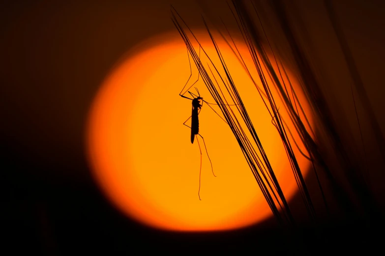 an image of the sun behind the grass