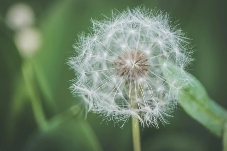 a dandelion with lots of white on it in green grass