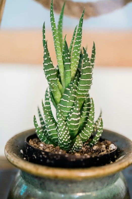 a large plant sitting in a small pot