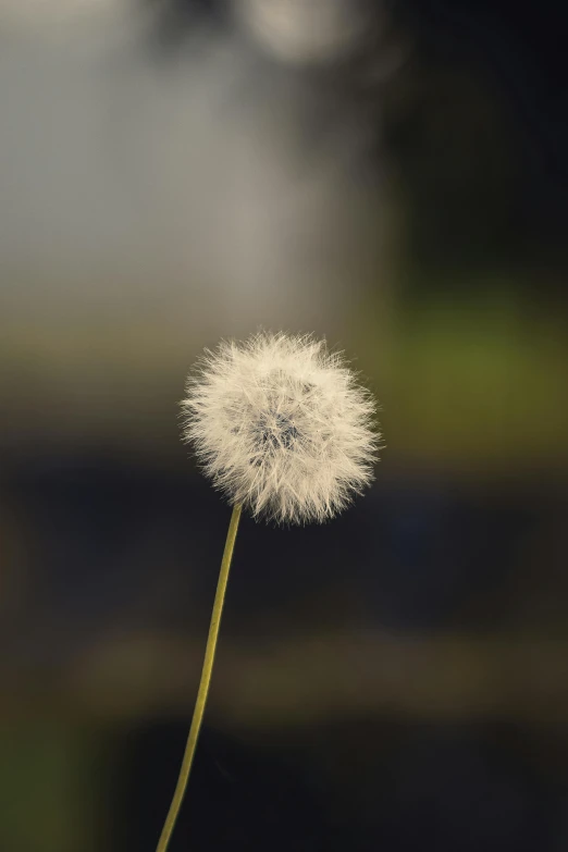 the small white flower on the stem has the seeds on it